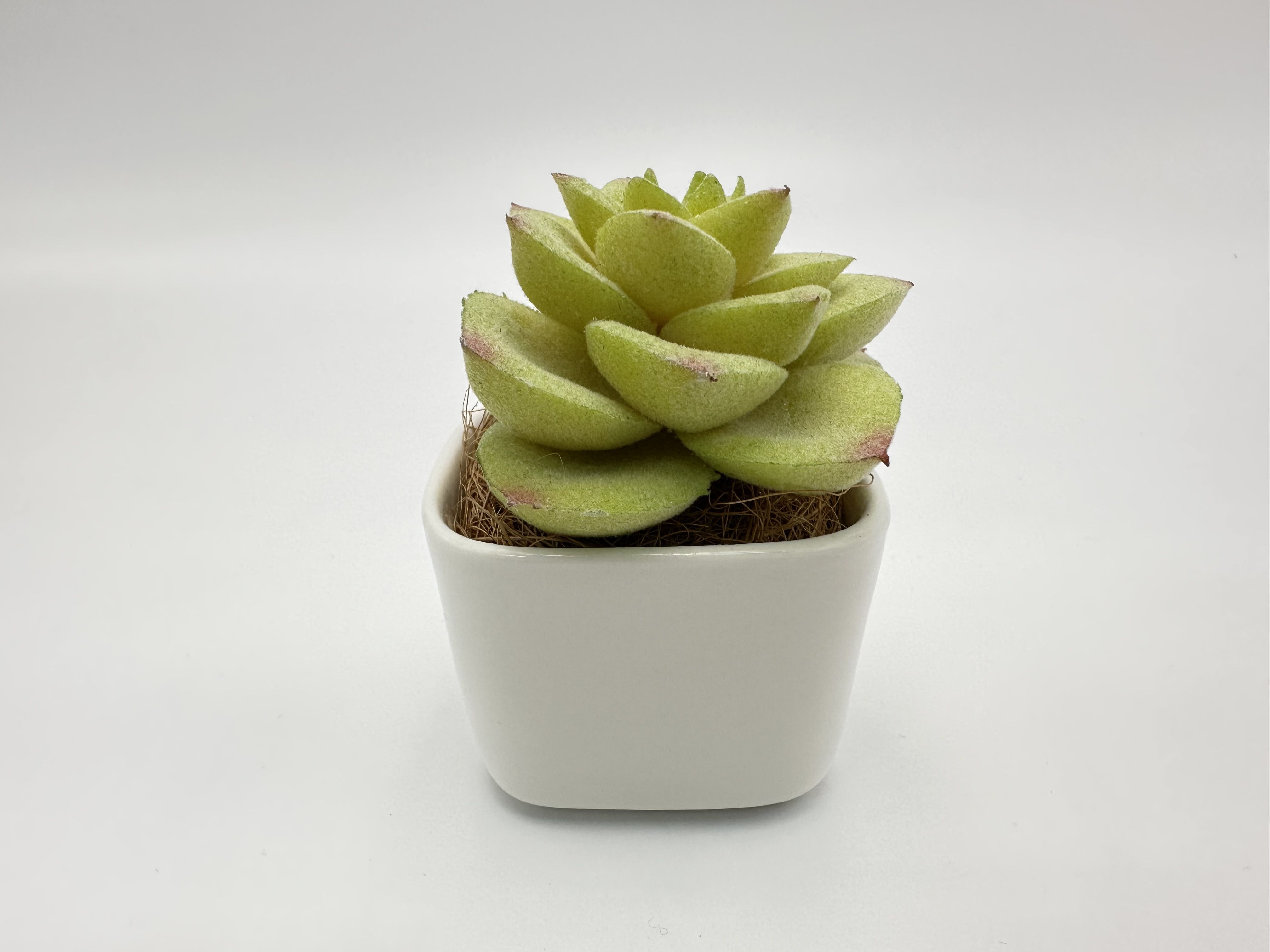 擬真植物擺設/拍攝道具